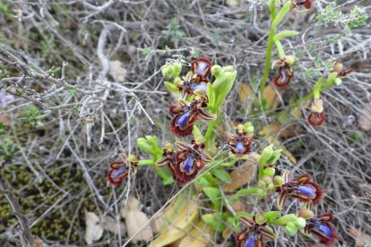 Arbres florits, camps verds i bon temps...ja és aquí la primavera!