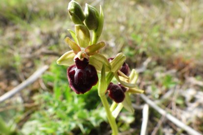 Arbres florits, camps verds i bon temps...ja és aquí la primavera!