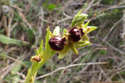 Arbres florits, camps verds i bon temps...ja és aquí la primavera!