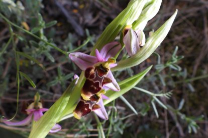 Arbres florits, camps verds i bon temps...ja és aquí la primavera!