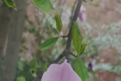 Arbres florits, camps verds i bon temps...ja és aquí la primavera!