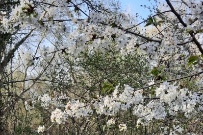 Arbres florits, camps verds i bon temps...ja és aquí la primavera!
