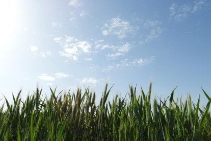 Arbres florits, camps verds i bon temps...ja és aquí la primavera!