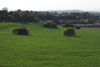 Arbres florits, camps verds i bon temps...ja és aquí la primavera!
