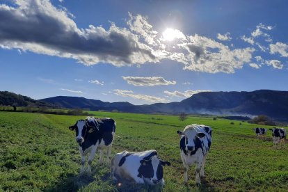 Arbres florits, camps verds i bon temps...ja és aquí la primavera!