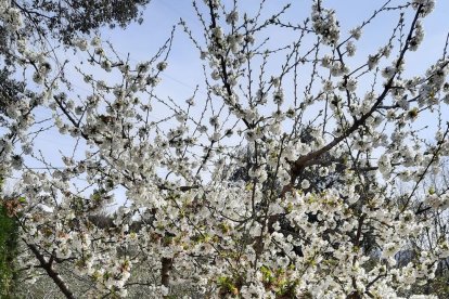 Arbres florits, camps verds i bon temps...ja és aquí la primavera!
