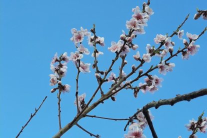 Arbres florits, camps verds i bon temps...ja és aquí la primavera!