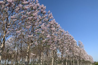 Arbres florits, camps verds i bon temps...ja és aquí la primavera!