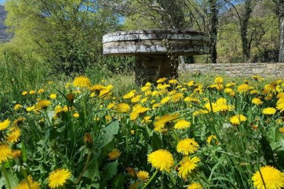 Arbres florits, camps verds i bon temps...ja és aquí la primavera!
