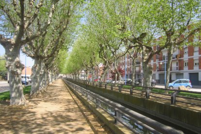 Arbres florits, camps verds i bon temps...ja és aquí la primavera!