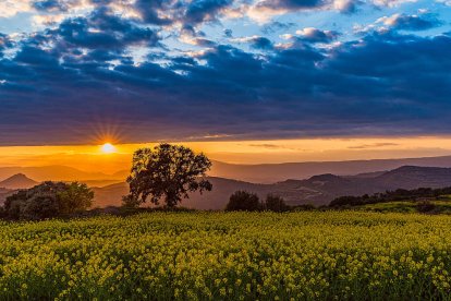 Arbres florits, camps verds i bon temps...ja és aquí la primavera!