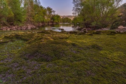 Arbres florits, camps verds i bon temps...ja és aquí la primavera!