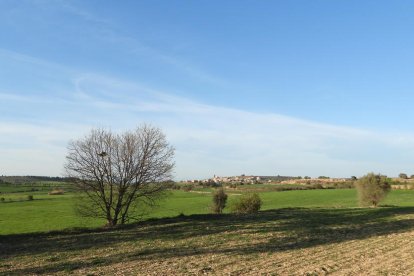 Arbres florits, camps verds i bon temps...ja és aquí la primavera!