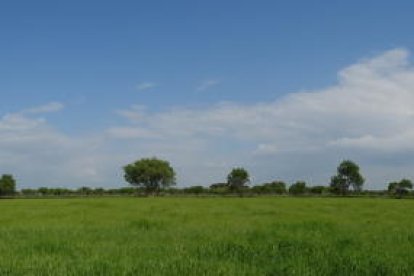 Arbres florits, camps verds i bon temps...ja és aquí la primavera!