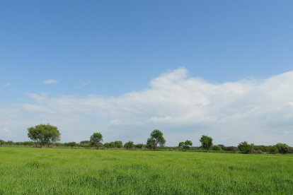 Arbres florits, camps verds i bon temps...ja és aquí la primavera!