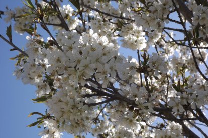Arbres florits, camps verds i bon temps...ja és aquí la primavera!
