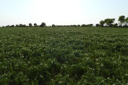 Arbres florits, camps verds i bon temps...ja és aquí la primavera!