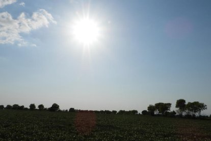 Arbres florits, camps verds i bon temps...ja és aquí la primavera!