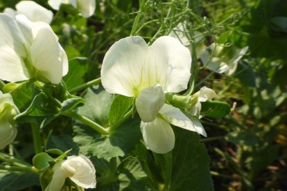 Arbres florits, camps verds i bon temps...ja és aquí la primavera!