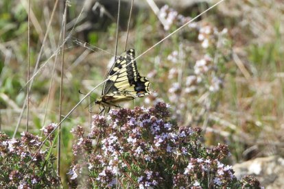 Arbres florits, camps verds i bon temps...ja és aquí la primavera!