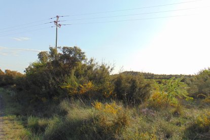 Arbres florits, camps verds i bon temps...ja és aquí la primavera!