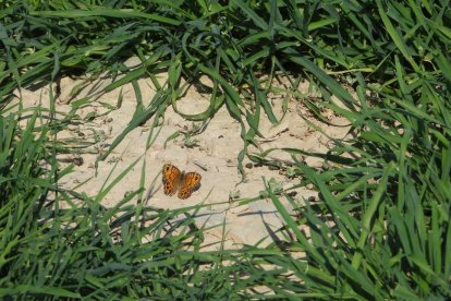 Arbres florits, camps verds i bon temps...ja és aquí la primavera!