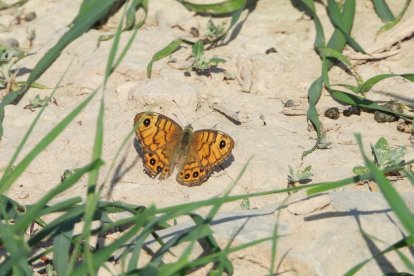 Arbres florits, camps verds i bon temps...ja és aquí la primavera!