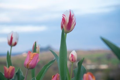 Arbres florits, camps verds i bon temps...ja és aquí la primavera!