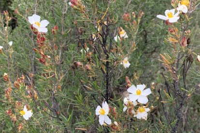 Arbres florits, camps verds i bon temps...ja és aquí la primavera!