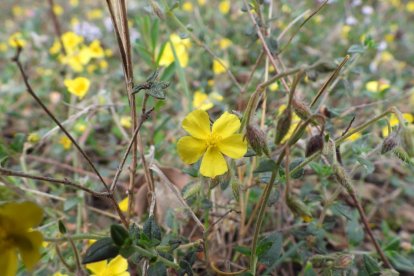 Arbres florits, camps verds i bon temps...ja és aquí la primavera!