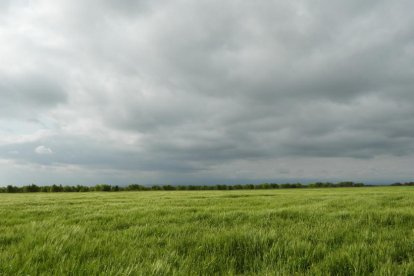 Arbres florits, camps verds i bon temps...ja és aquí la primavera!
