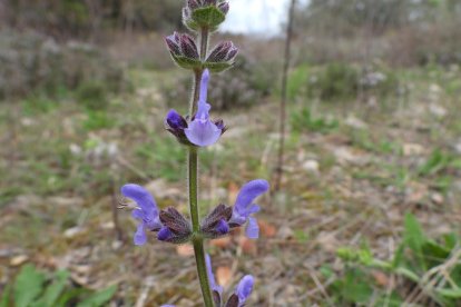 Arbres florits, camps verds i bon temps...ja és aquí la primavera!