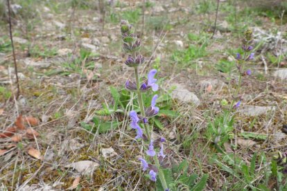 Arbres florits, camps verds i bon temps...ja és aquí la primavera!