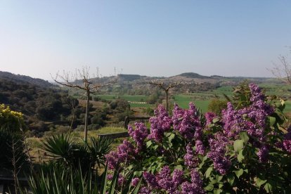 Arbres florits, camps verds i bon temps...ja és aquí la primavera!