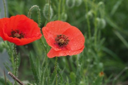 Arbres florits, camps verds i bon temps...ja és aquí la primavera!