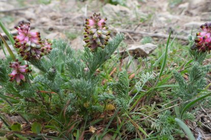 Arbres florits, camps verds i bon temps...ja és aquí la primavera!