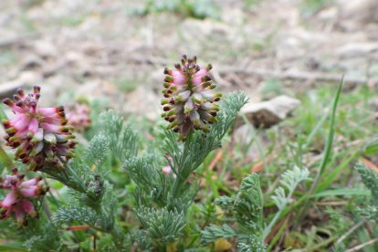 Arbres florits, camps verds i bon temps...ja és aquí la primavera!