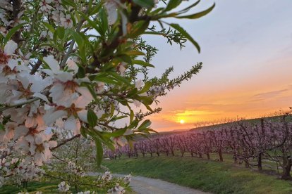 Arbres florits, camps verds i bon temps...ja és aquí la primavera!