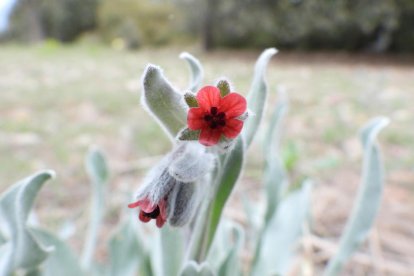 Arbres florits, camps verds i bon temps...ja és aquí la primavera!