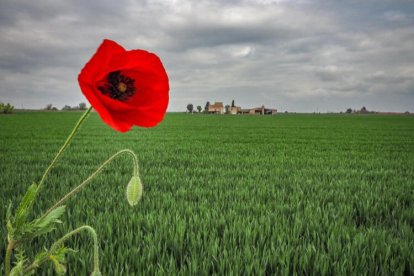 Arbres florits, camps verds i bon temps...ja és aquí la primavera!