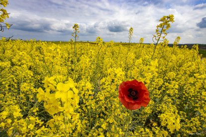 Arbres florits, camps verds i bon temps...ja és aquí la primavera!