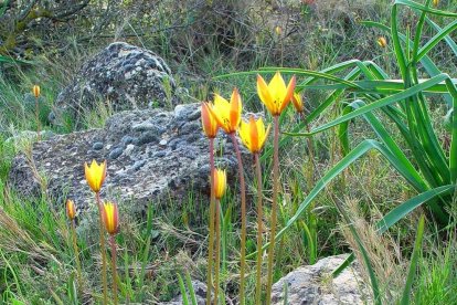 Arbres florits, camps verds i bon temps...ja és aquí la primavera!