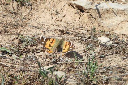 Arbres florits, camps verds i bon temps...ja és aquí la primavera!