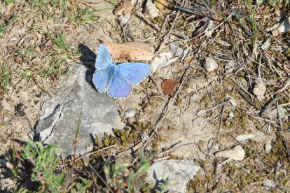 Arbres florits, camps verds i bon temps...ja és aquí la primavera!