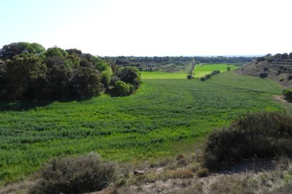 Arbres florits, camps verds i bon temps...ja és aquí la primavera!