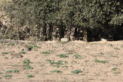 Arbres florits, camps verds i bon temps...ja és aquí la primavera!