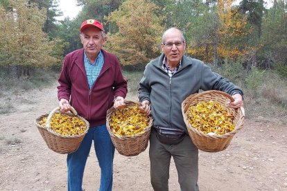 Ceps, rovellons, fredolics...envia'ns fotos de la teua excursió al bosc