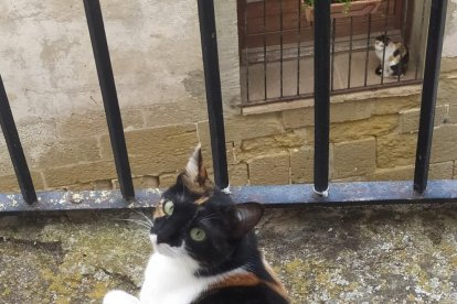 Rosrr Castells Olives