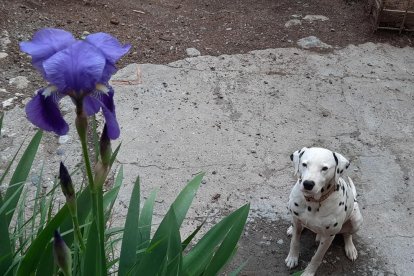 ¡Perros, gatos, canarios, conejos...presentanos a tu mascota!