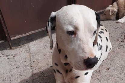 ¡Perros, gatos, canarios, conejos...presentanos a tu mascota!